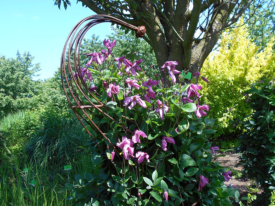 Clematis 'Alionushka' (Alionushka Clematis) (alternate view 2)