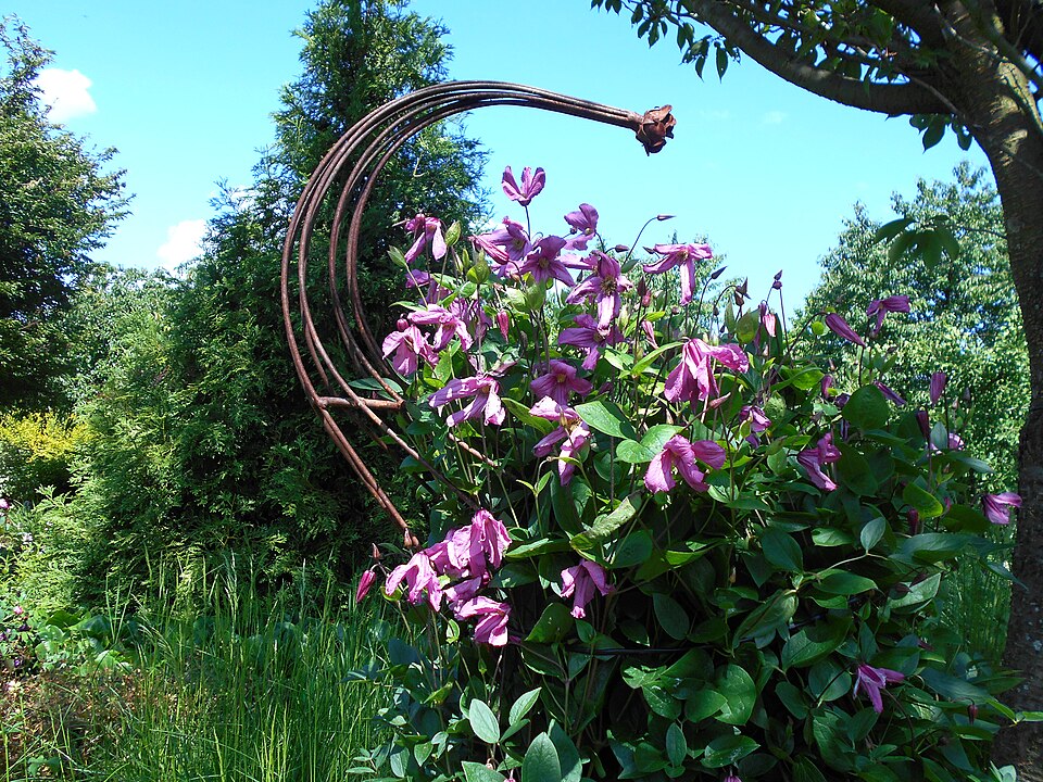 Clematis 'Alionushka' (Alionushka Clematis) (alternate view 3)