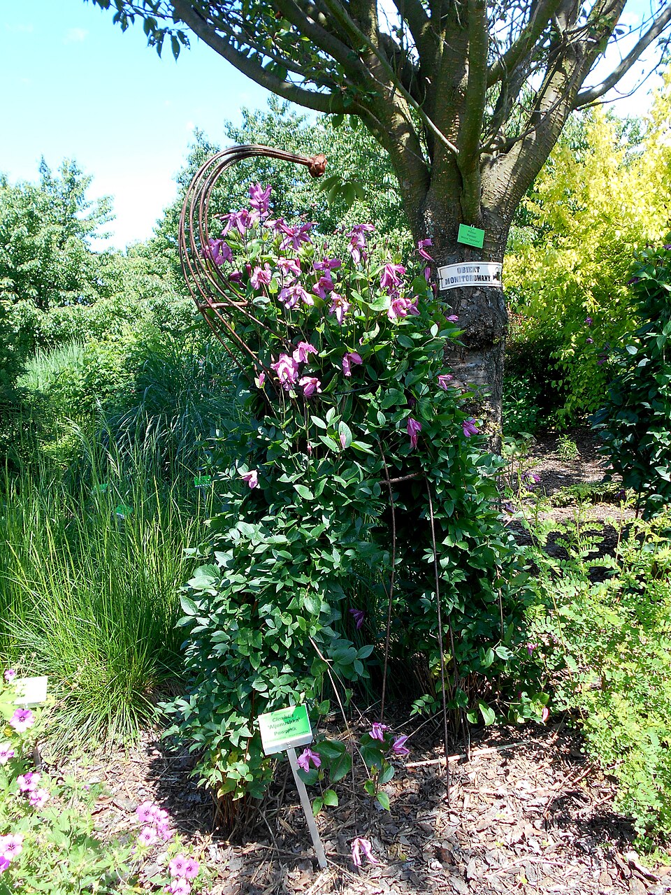 Clematis 'Alionushka' (Alionushka Clematis) (alternate view 4)