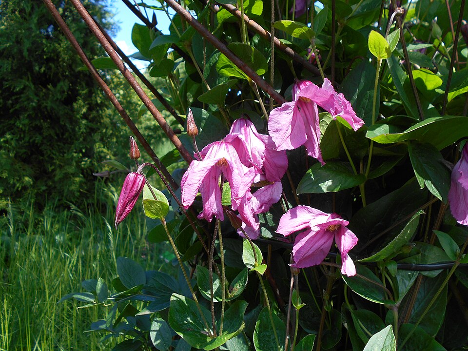 Clematis 'Alionushka' (Alionushka Clematis) (alternate view 5)