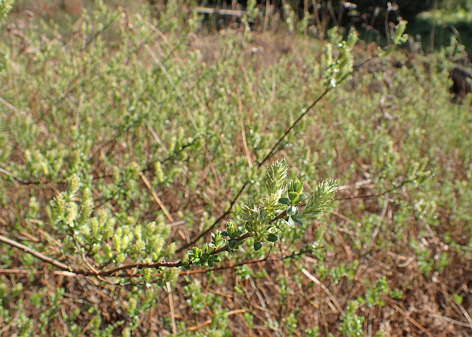 Salix repens (Creeping Willow)