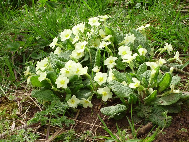 Primula × polyantha, polyanthus — clumping semi-evergreen (Primulaceae) (image 11 of 17)
