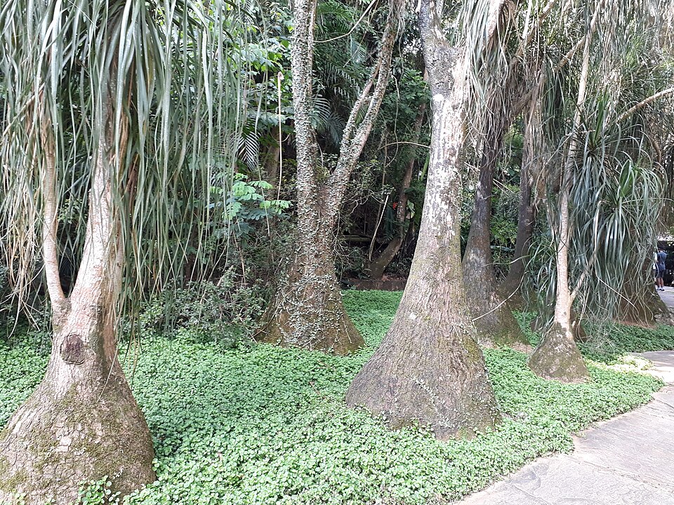 Beaucarnea (alternate view 8)