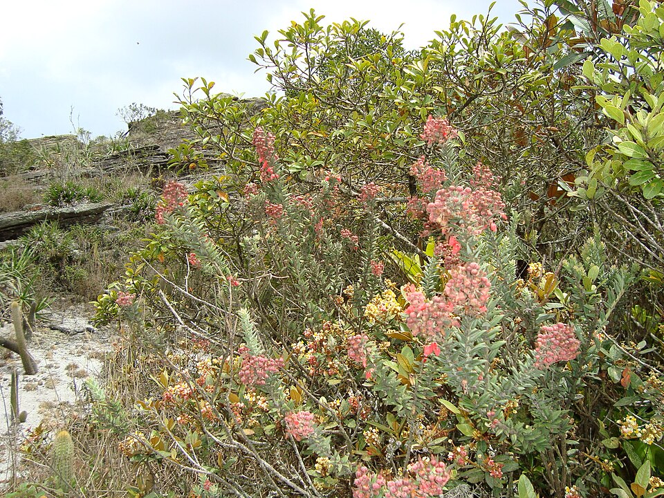 Gaylussacia (huckleberries) (alternate view 2)