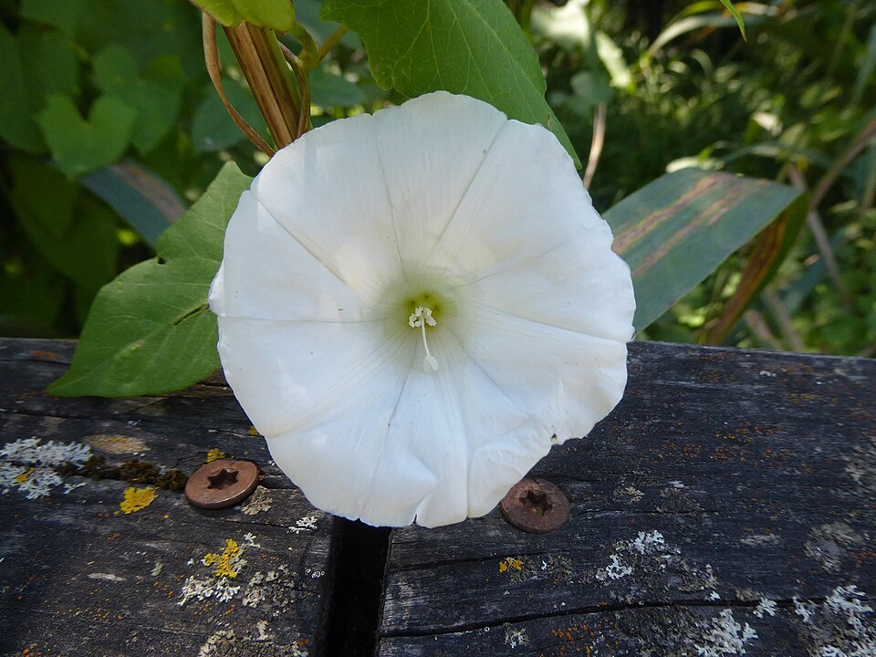 Calystegia (false bindweeds) (alternate view 5)