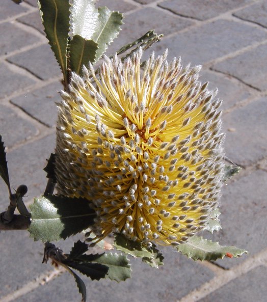 Banksia ornata (Desert Banksia) (alternate view 6)