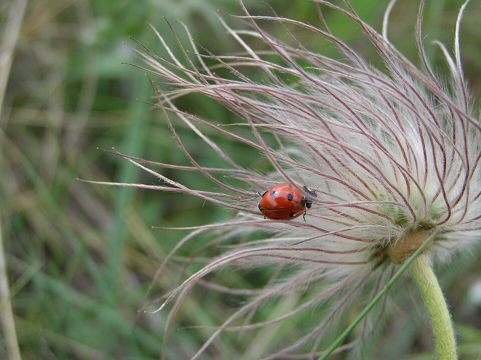 Pulsatilla (pasqueflowers) (alternate view 2)