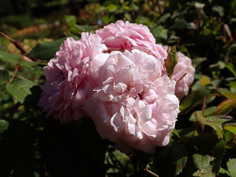 Rosa 'Marchesa Boccella' (Marchesa Boccella Rose) (alternate view 3)