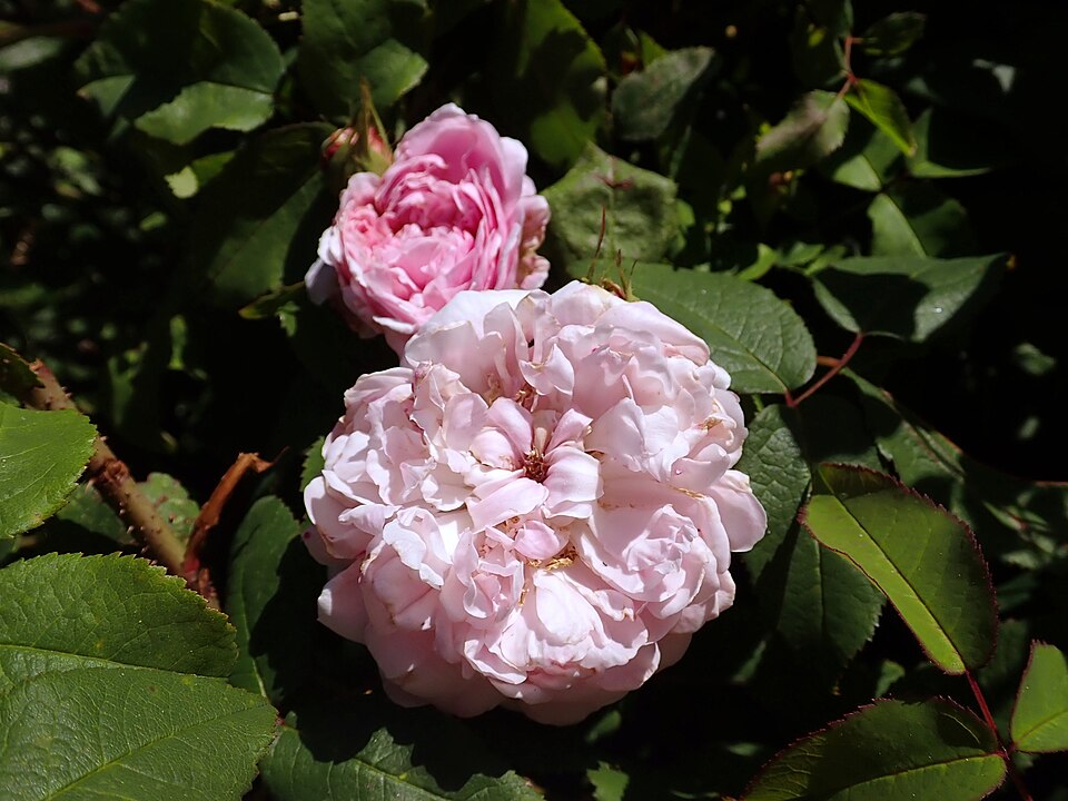 Rosa 'Marchesa Boccella' (Marchesa Boccella Rose) (alternate view 4)