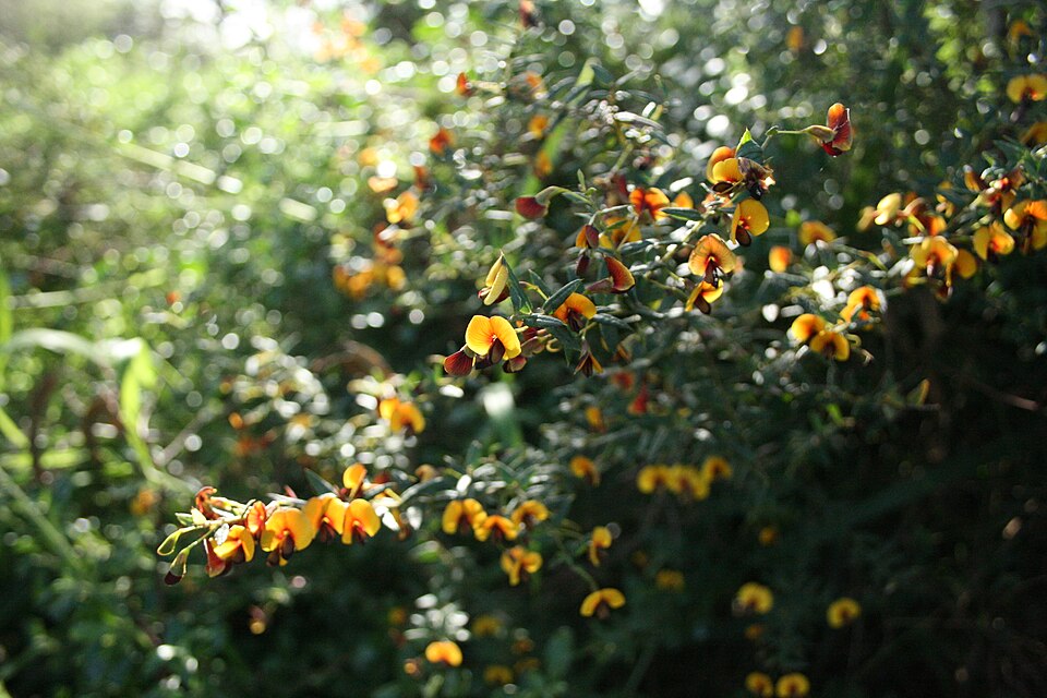 Bossiaea cinerea (Showy Bossiaea)