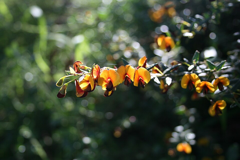 Bossiaea cinerea (Showy Bossiaea) (alternate view 2)