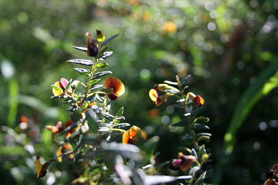 Bossiaea cinerea (Showy Bossiaea) (alternate view 3)