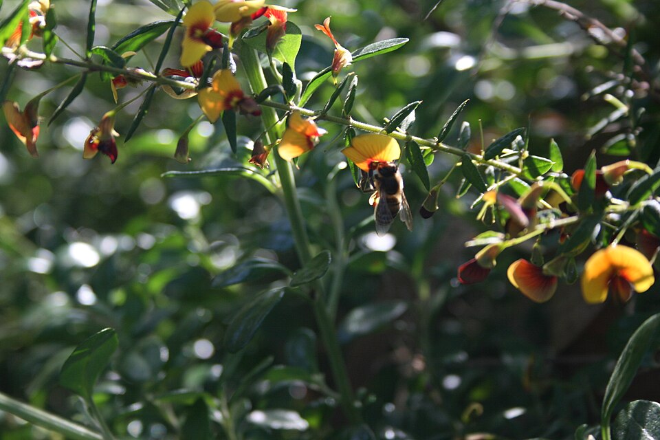 Bossiaea cinerea (Showy Bossiaea) (alternate view 4)