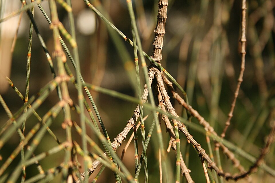 Allocasuarina (sheoaks)