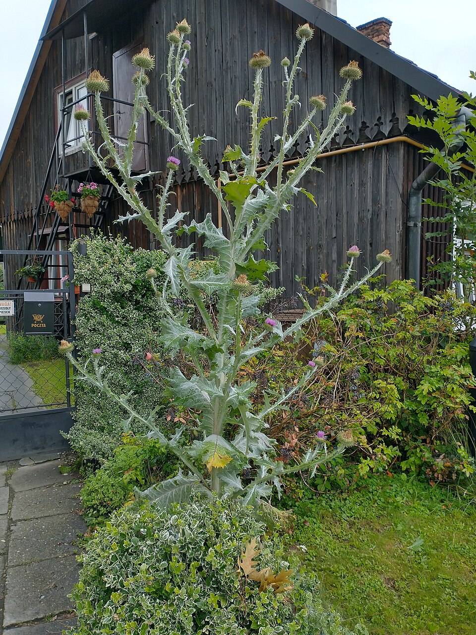 Onopordum (cotton thistles)
