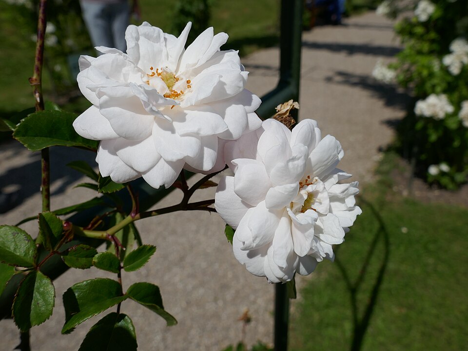 Rosa 'Félicité et Perpétue' (Felicite et Perpetue) (alternate view 5)