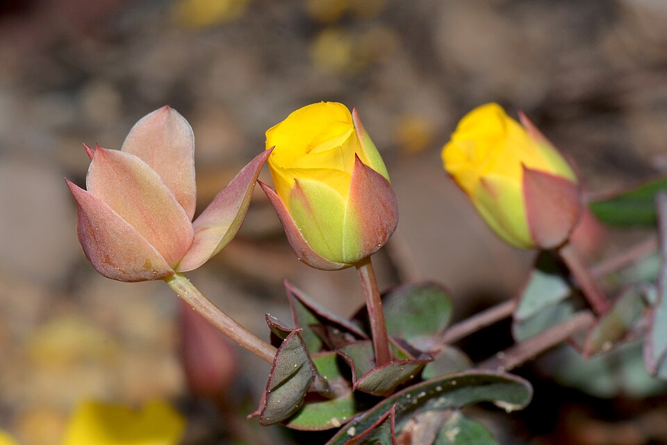 Hibbertia (guinea-flowers)