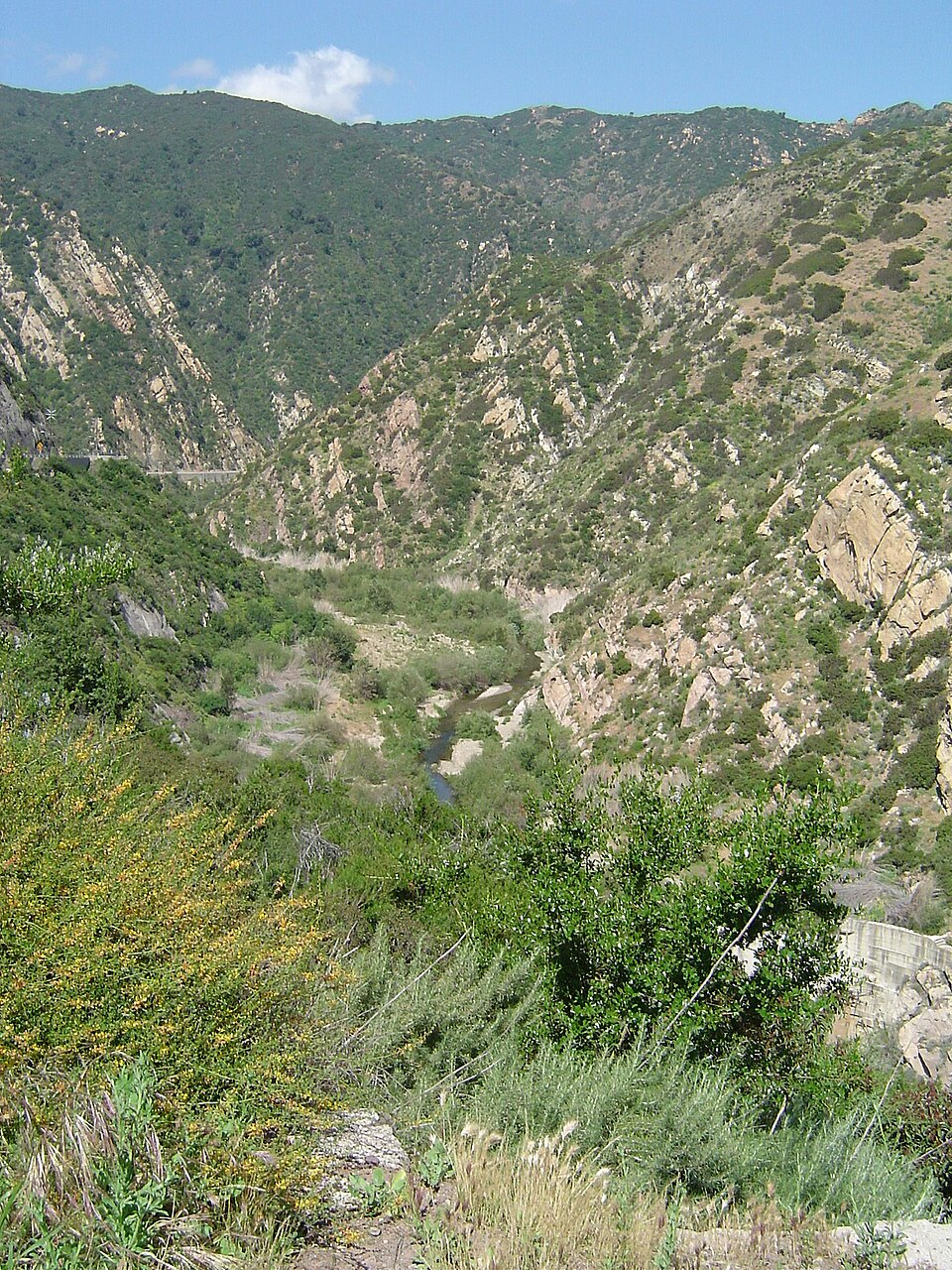 Artemisia californica (California sagebrush)