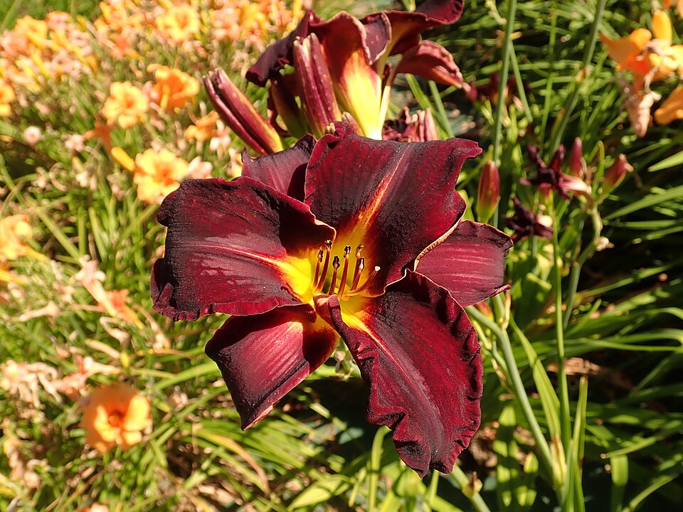 Hemerocallis 'Ed Murray' (Ed Murray Daylily) (alternate view 2)