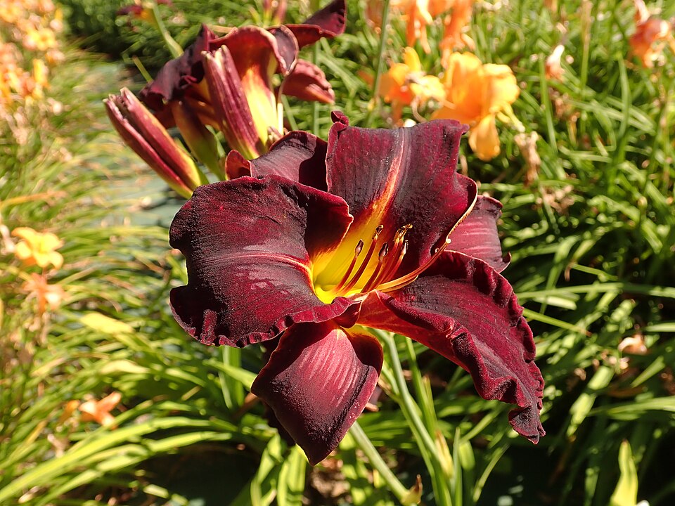 Hemerocallis 'Ed Murray' (Ed Murray Daylily) (alternate view 3)