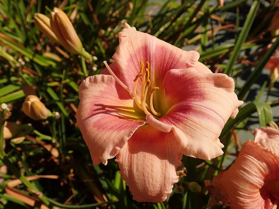 Hemerocallis 'Janice Brown' (Janice Brown Daylily) (alternate view 3)
