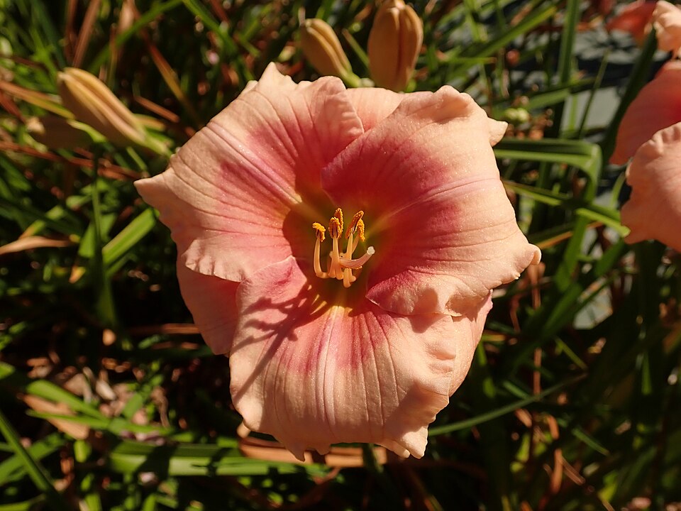 Hemerocallis 'Janice Brown' (Janice Brown Daylily) (alternate view 4)