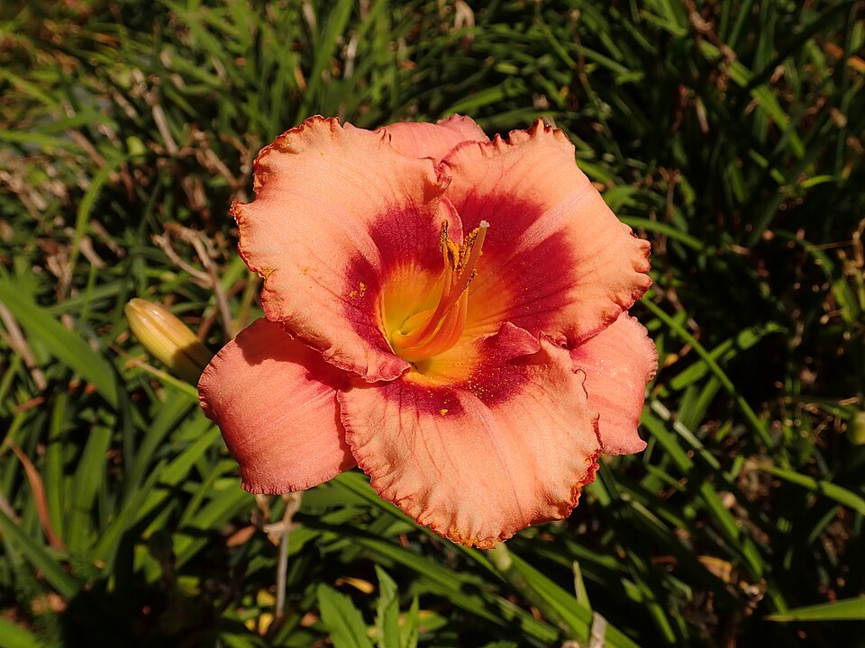 Hemerocallis 'Strawberry Candy' (Strawberry Candy Daylily) (alternate view 5)