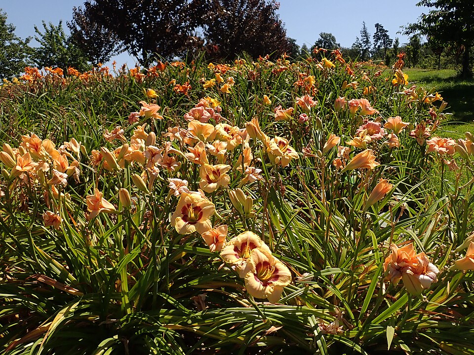 Hemerocallis 'Custard Candy' (Custard Candy Daylily) (alternate view 4)