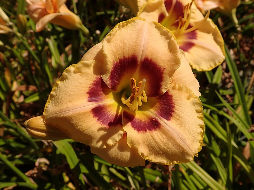 Hemerocallis 'Custard Candy' (Custard Candy Daylily) (alternate view 5)