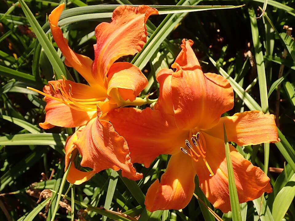 Hemerocallis 'Primal Scream' (Primal Scream Daylily) (alternate view 3)