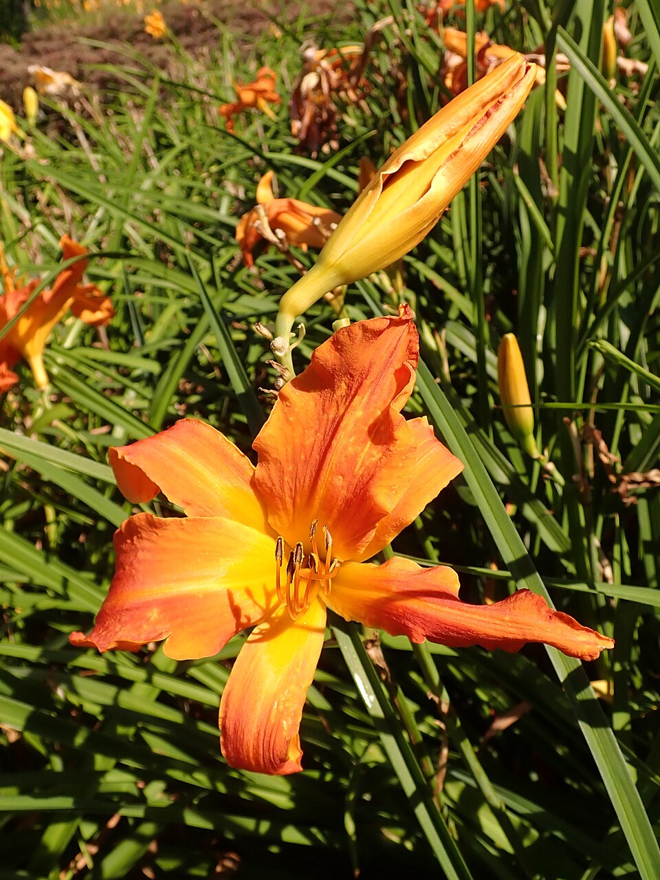 Hemerocallis 'Primal Scream' (Primal Scream Daylily) (alternate view 4)