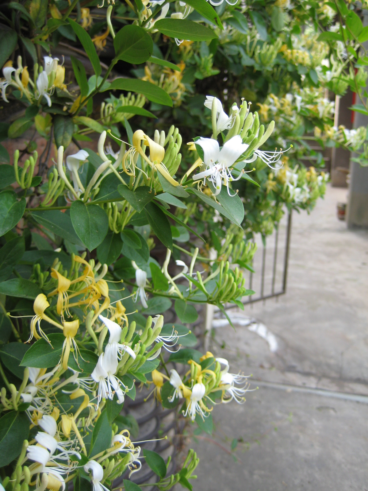 Lonicera japonica, Japanese honeysuckle — climbing semi-evergreen (Caprifoliaceae) (image 3 of 10)