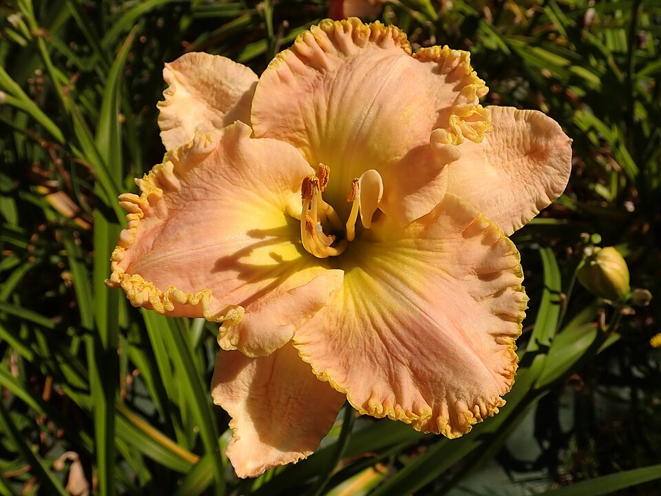 Hemerocallis 'Ed Brown' (Ed Brown Daylily)