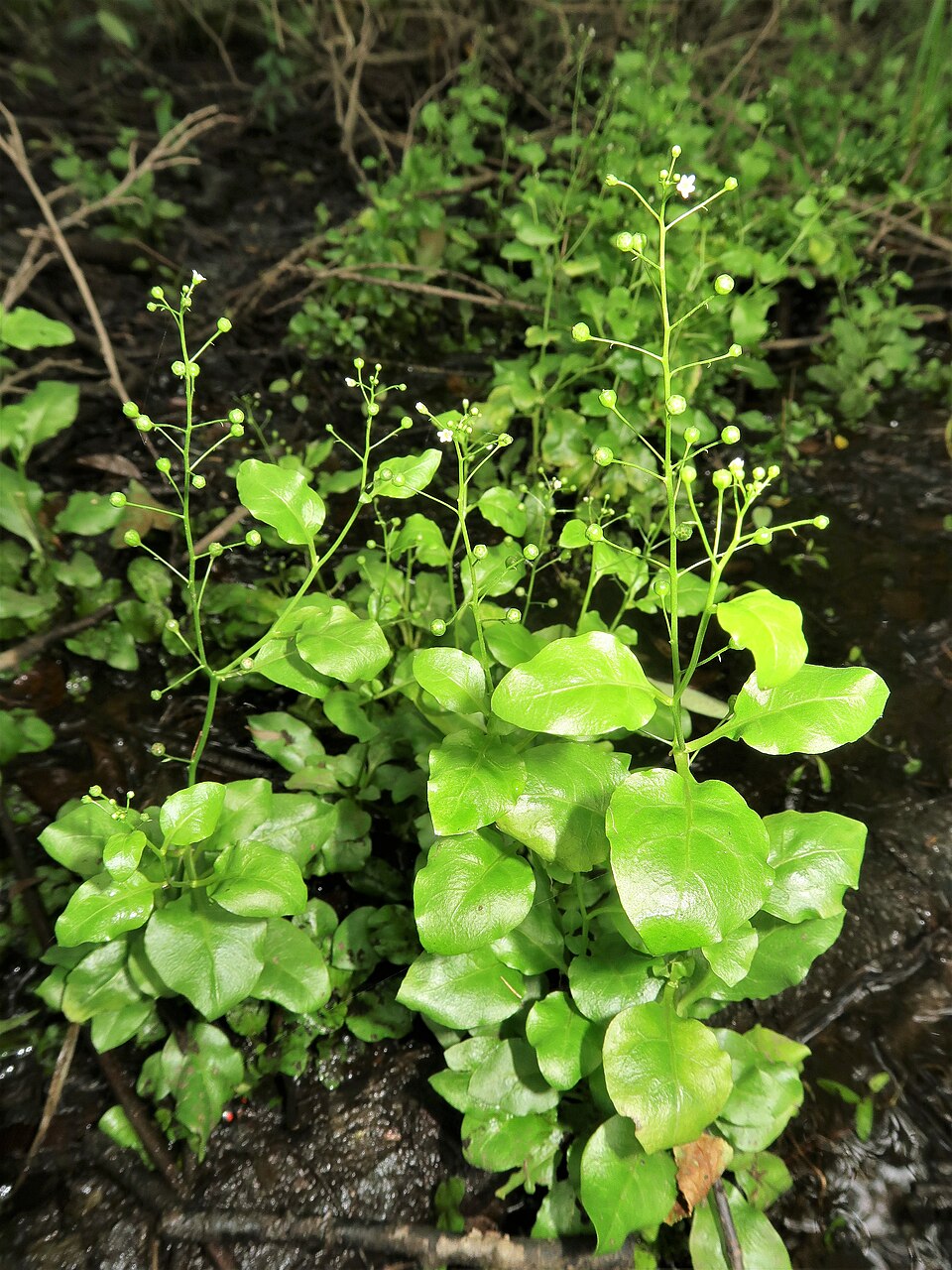 Samolus parviflorus (seaside brookweed) (alternate view 8)