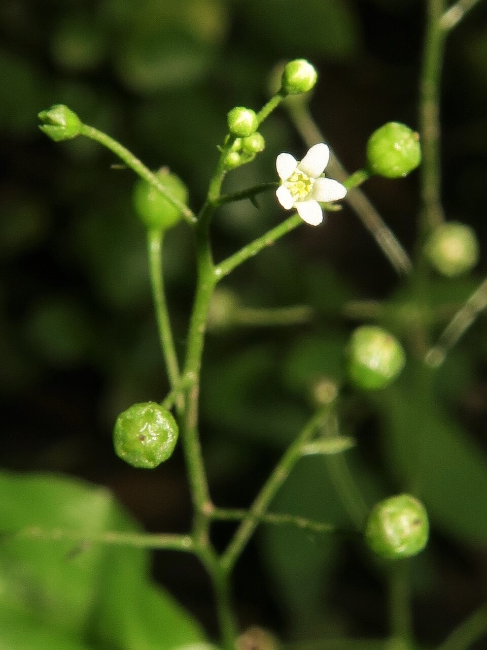 Samolus parviflorus (seaside brookweed) (alternate view 9)