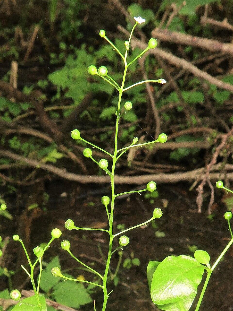 Samolus parviflorus (seaside brookweed) (alternate view 10)
