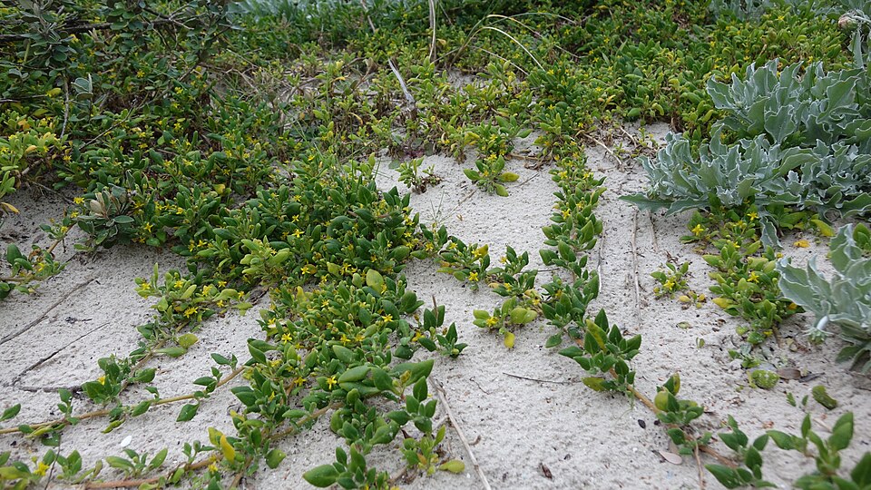Tetragonia implexicoma (bower spinach) (alternate view 10)
