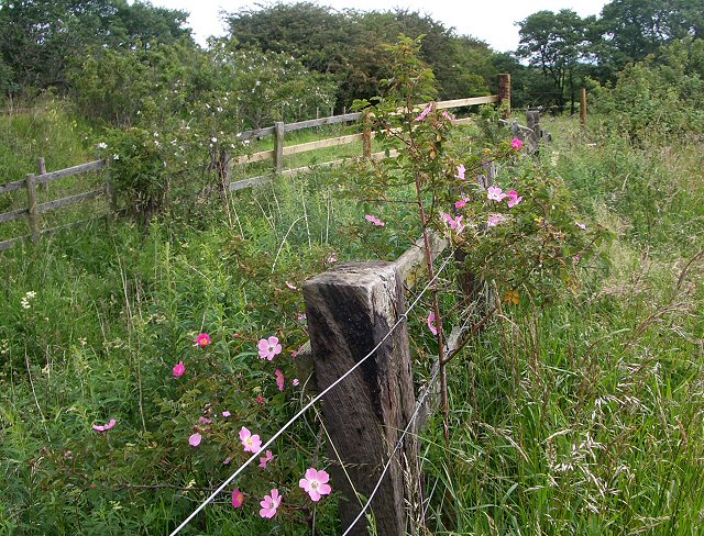 Rosa canina (dog rose) (alternate view 10)