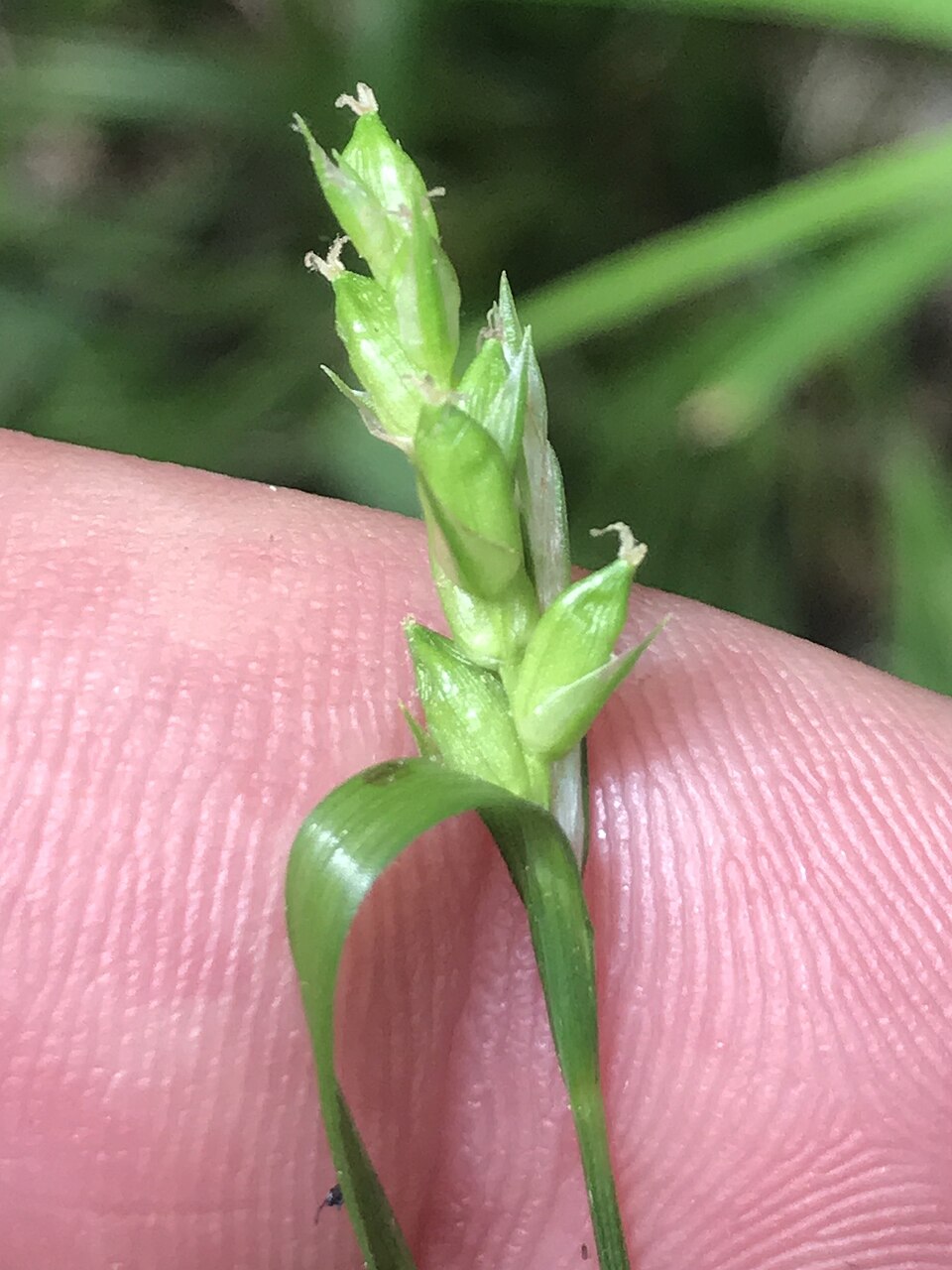 Carex amphibola (Creek Sedge) (alternate view 5)