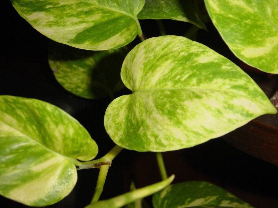Epipremnum (alternate view 2)
