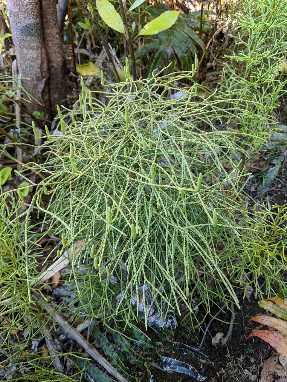 Lycopodium deuterodensum (Bushy Clubmoss) (alternate view 2)