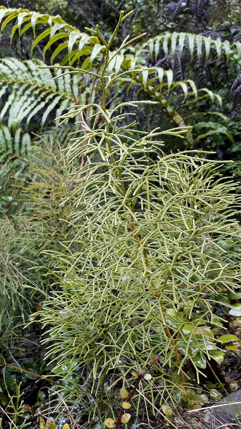 Lycopodium deuterodensum (Bushy Clubmoss) (alternate view 3)