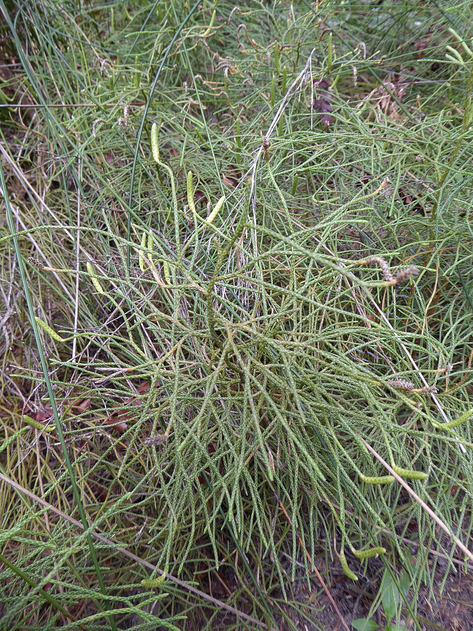 Lycopodium deuterodensum (Bushy Clubmoss) (alternate view 4)