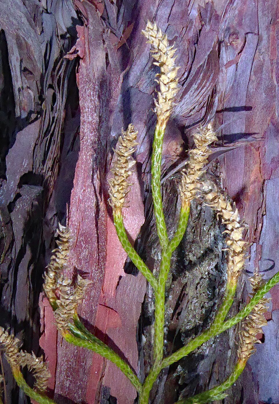 Lycopodium deuterodensum (Bushy Clubmoss) (alternate view 5)