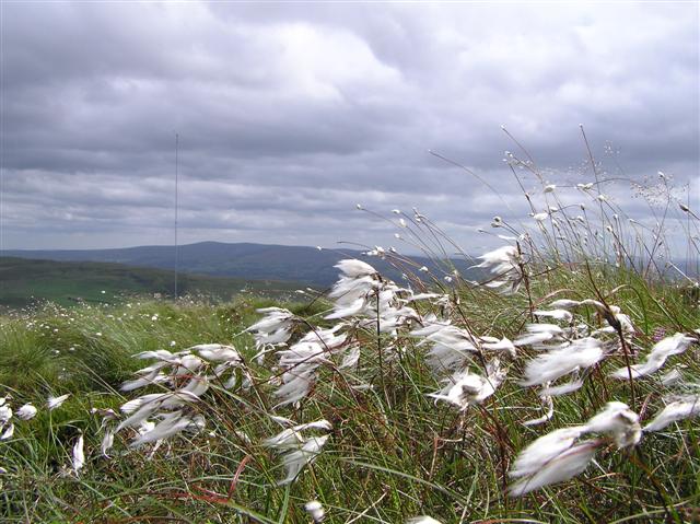 Eriophorum angustifolium (Common Cottongrass)