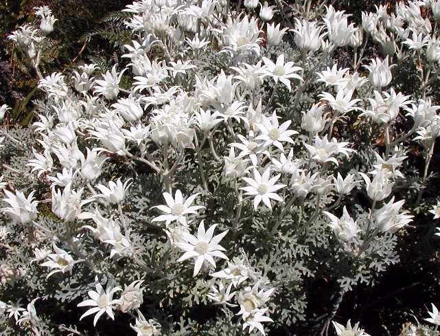 Actinotus helianthi (Flannel Flower)