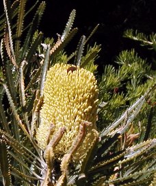 Banksia attenuata (Candlestick Banksia)