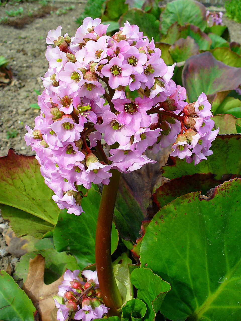 Bergenia crassifolia (Heartleaf bergenia) (alternate view 11)
