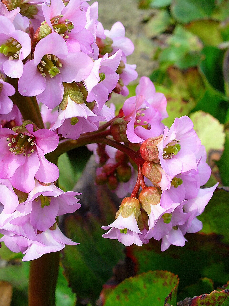 Bergenia crassifolia (Heartleaf bergenia) (alternate view 12)