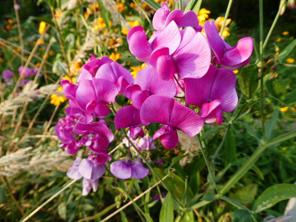 Lathyrus odoratus, Sweet pea — climbing (Fabaceae) (image 8 of 9)